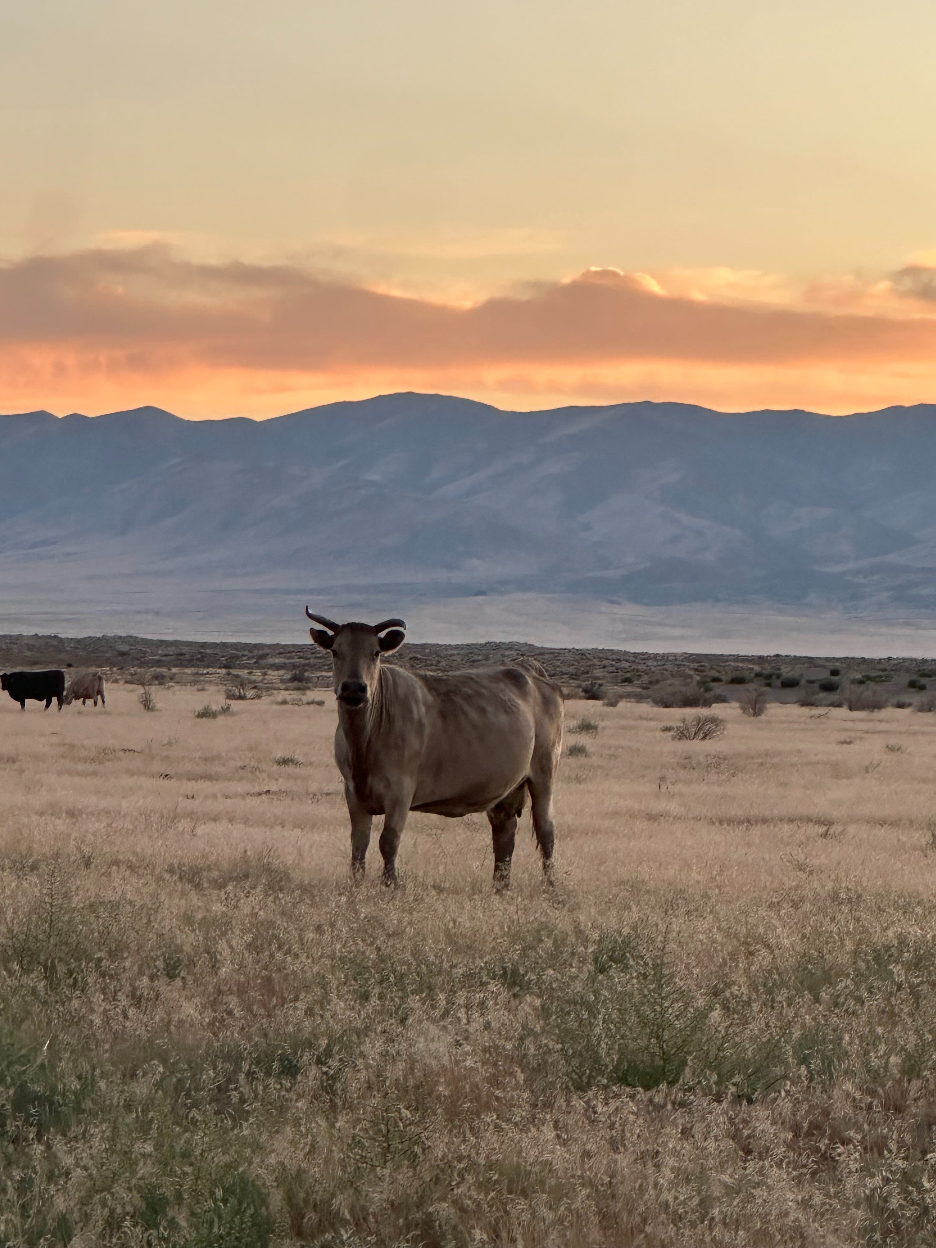 Cow