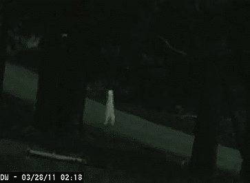 Fresno Nightcrawler